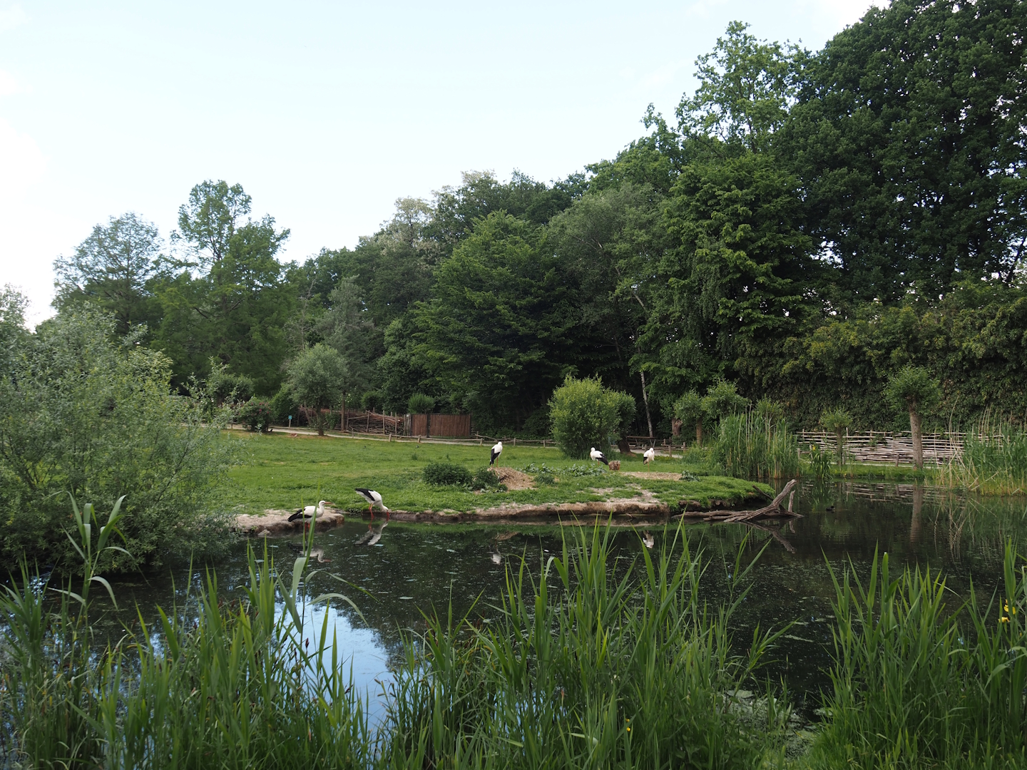 European white stork reserve (Walk-through), 2025-05-22