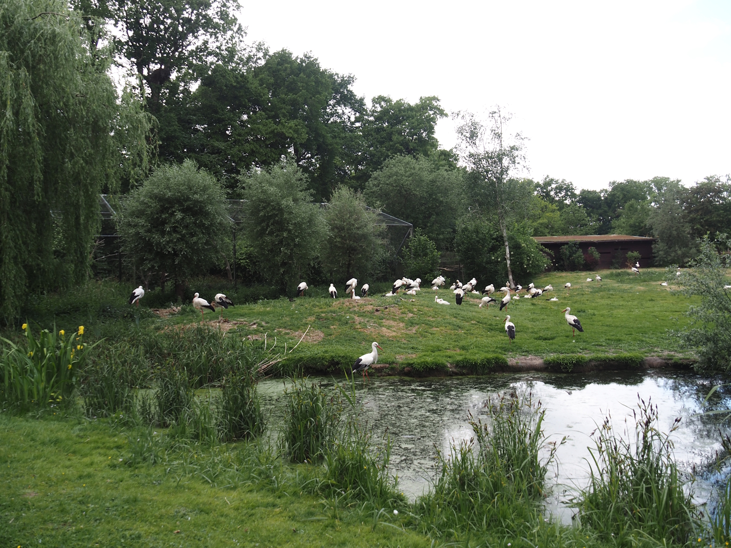 European white stork reserve (Walk-through), 2025-05-22