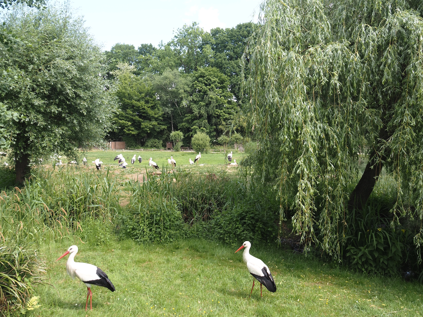 European white stork reserve (Walk-through), 2025-05-22