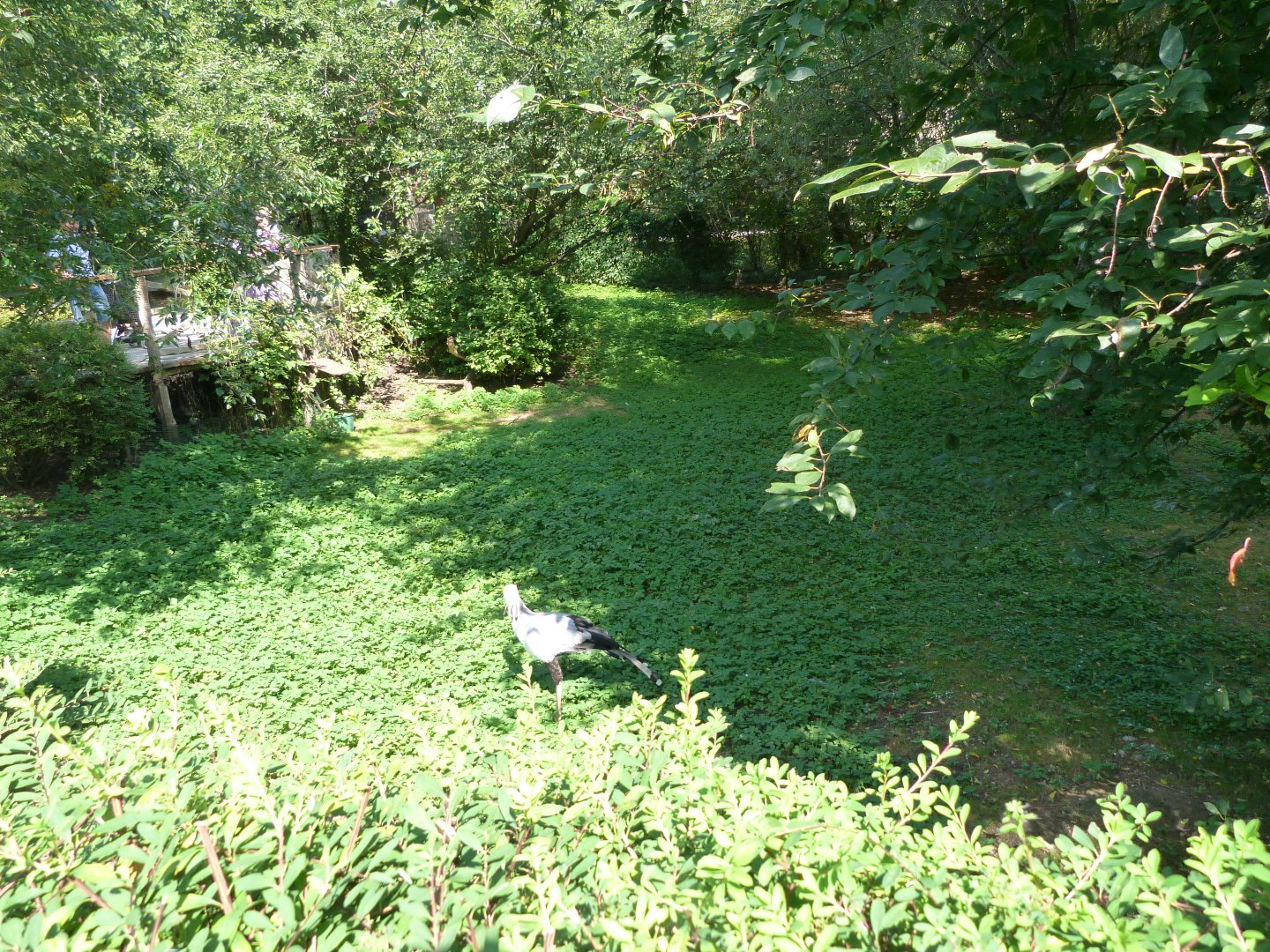 European white stork, Secretary, Wattled crane, Blue crane and waterfowl exhibit -Zoo Praha (2025)