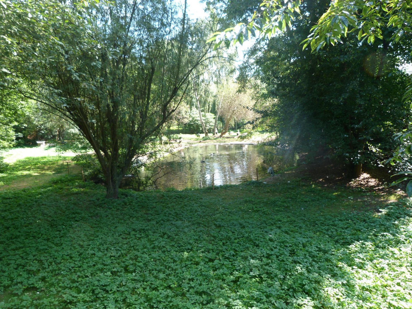 European white stork, Secretary, Wattled crane, Blue crane and waterfowl exhibit -Zoo Praha (2025)