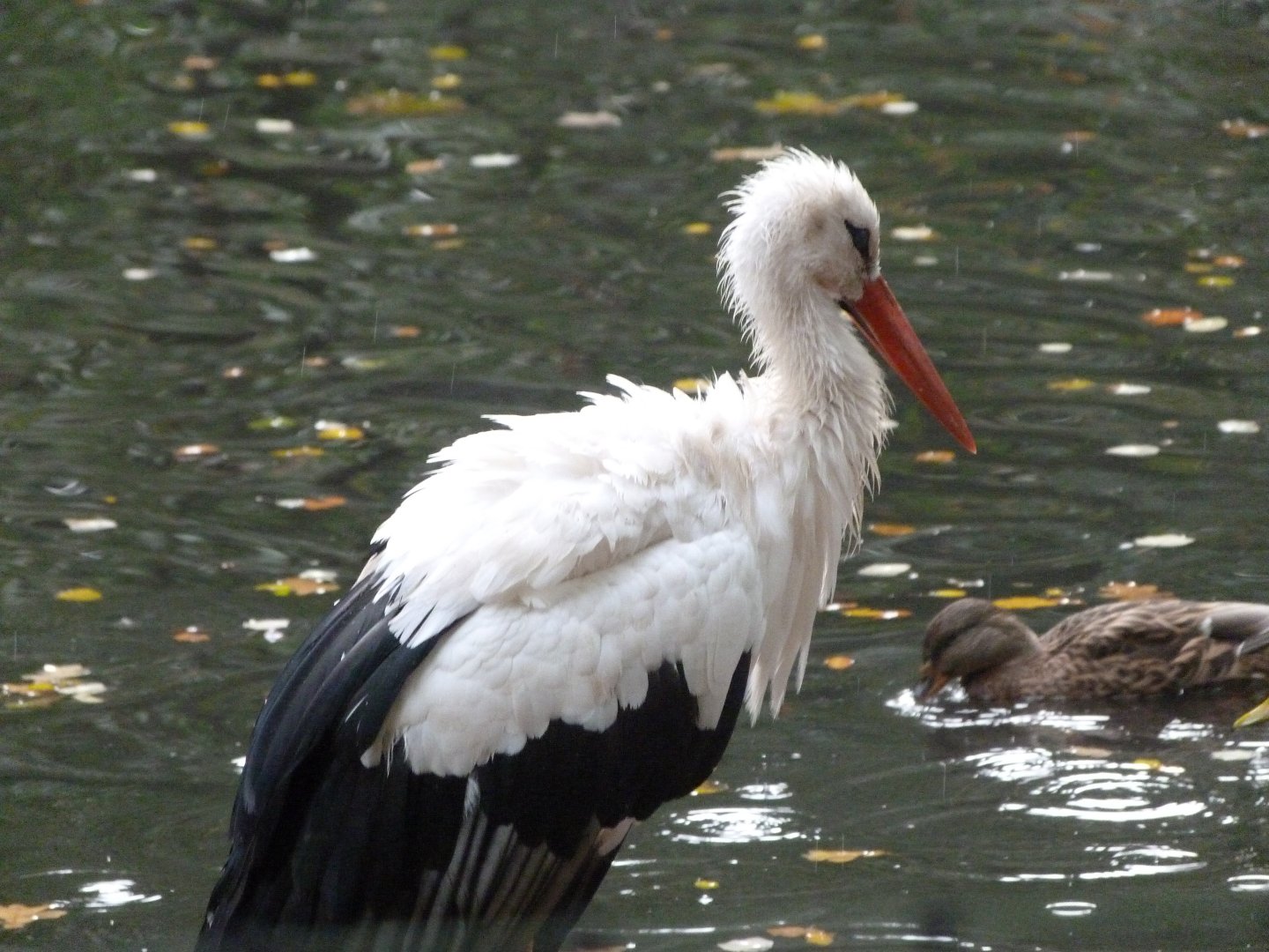 European white stork -Tierpark Berlin (2024)