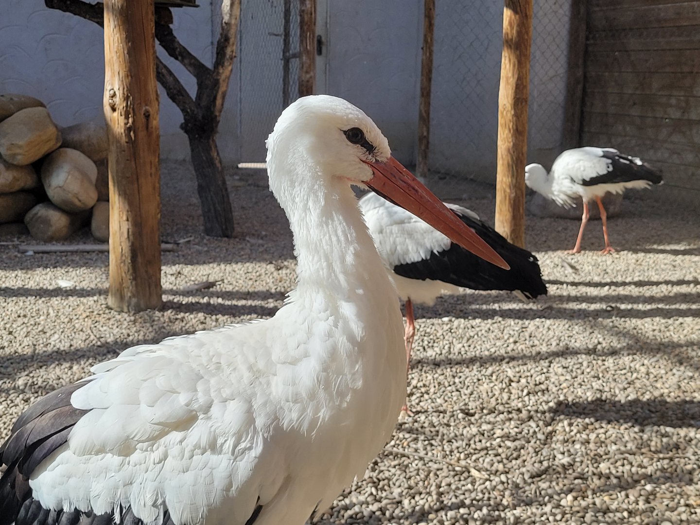 European white stork -Tierra Rapaz (2024)