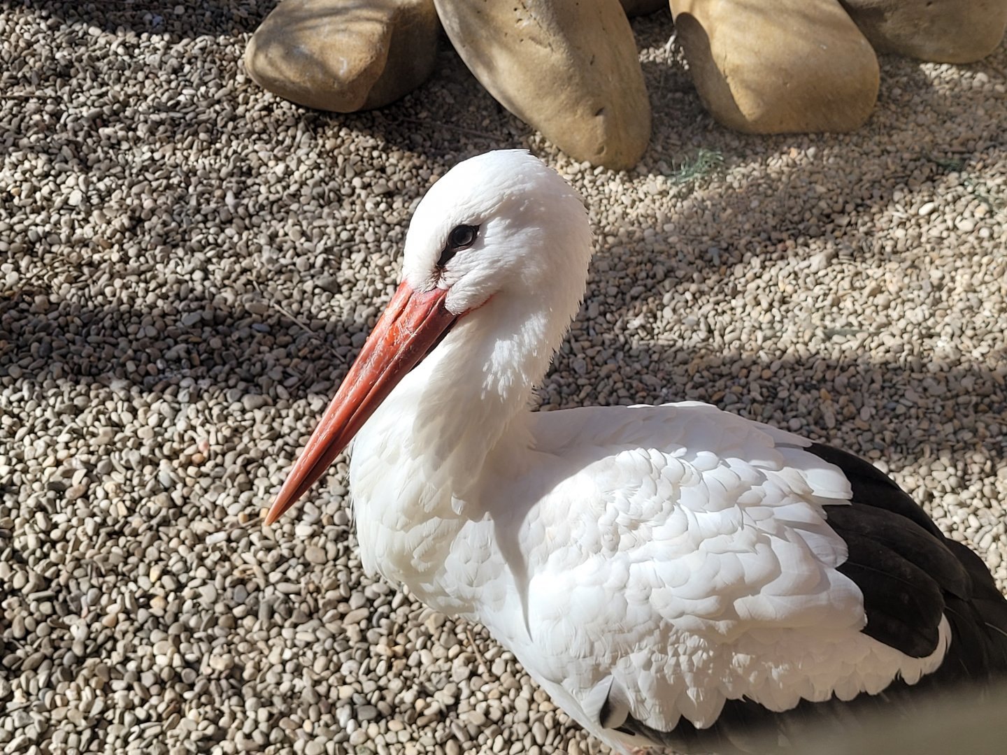 European white stork -Tierra Rapaz (2024)