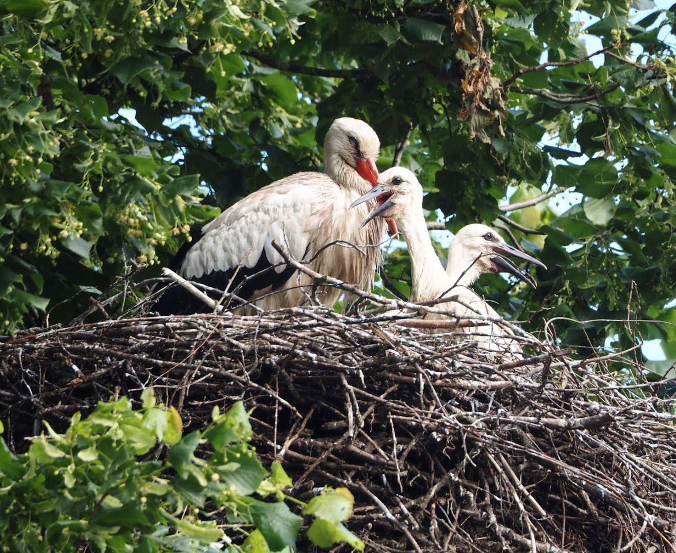 European white stork with chicks (Ciconia ciconia), 2024-05-28