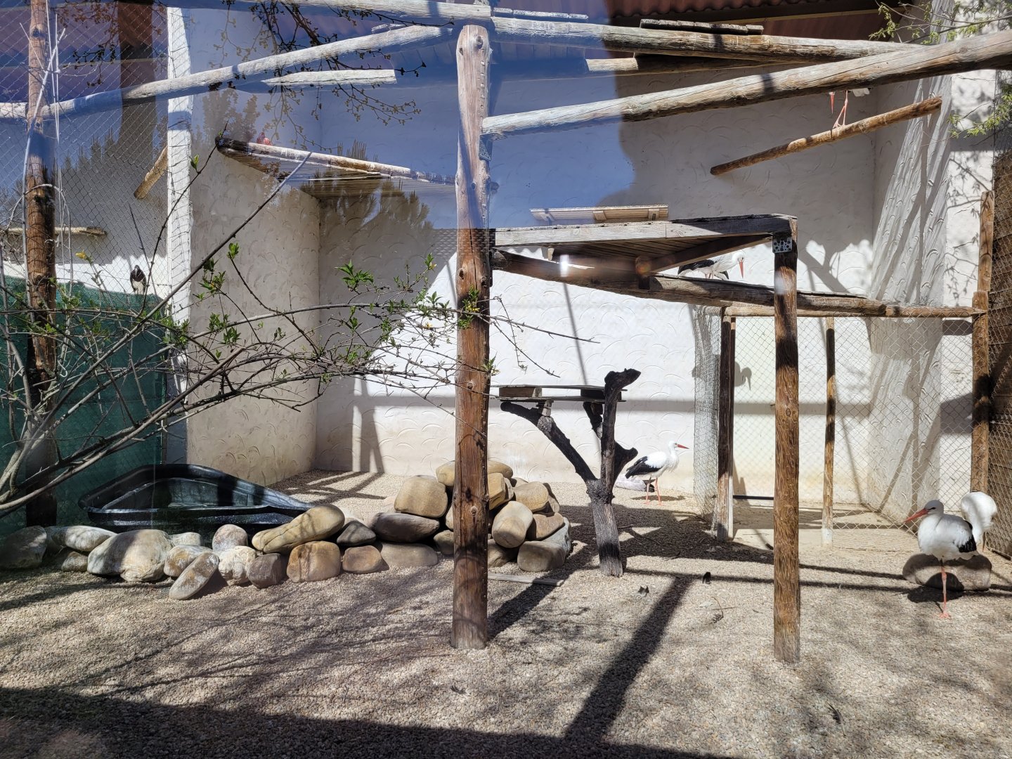 European white stork, Yellow-billed stork and Scarlet ibis exhibit -Tierra Rapaz (2024)