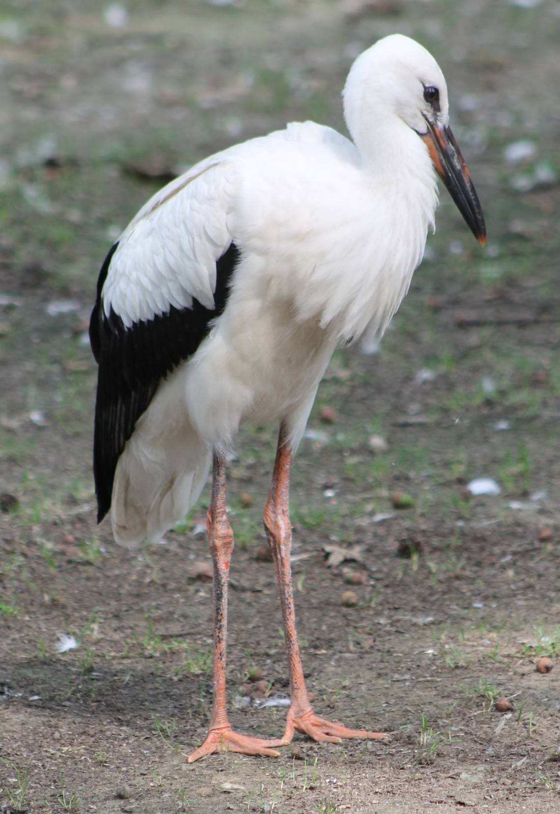 European white stork young bird