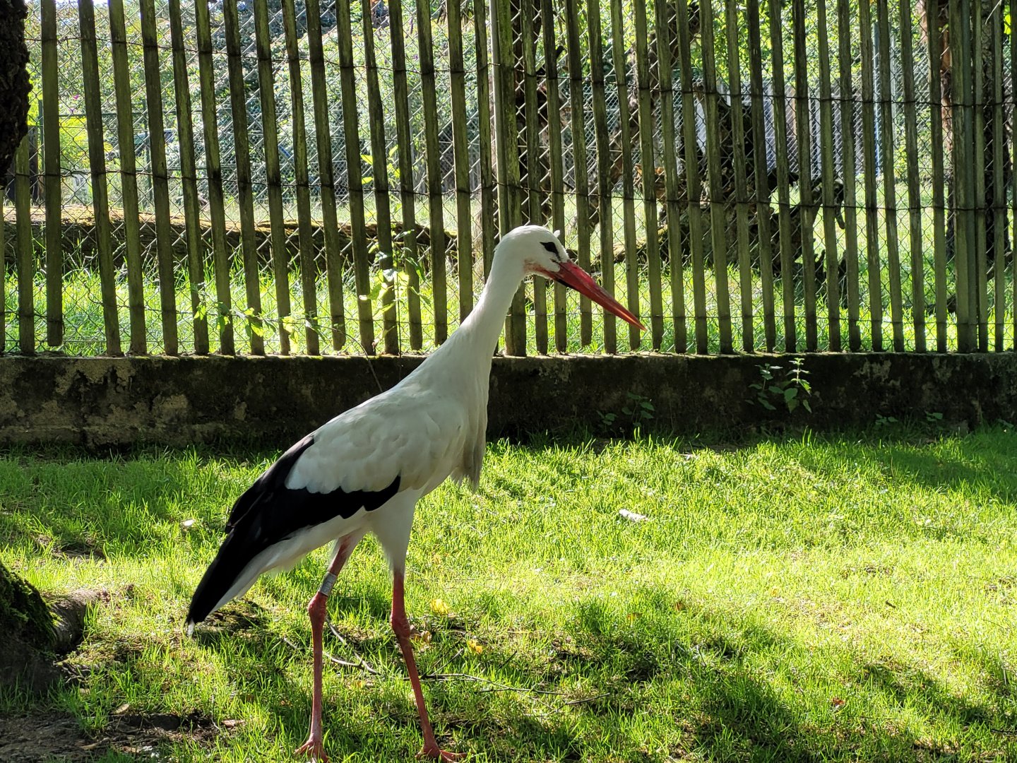 European white stork -Zoo d'Asson (2022)