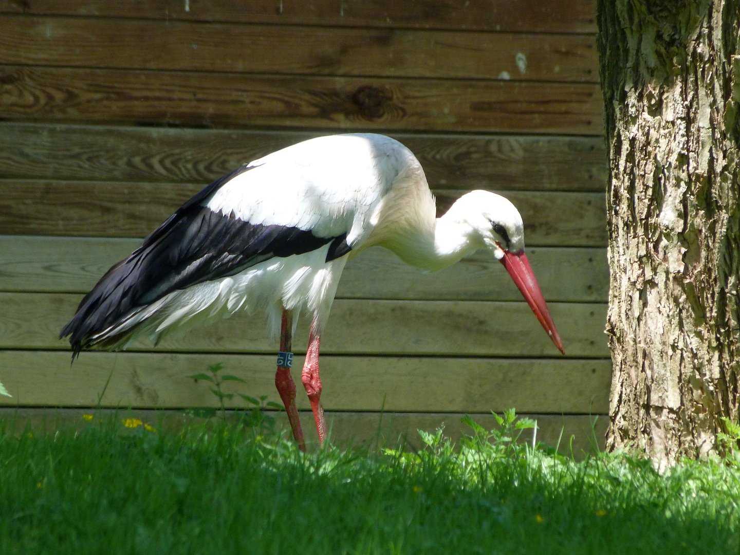 European white stork -Zoo d'Asson (2025)