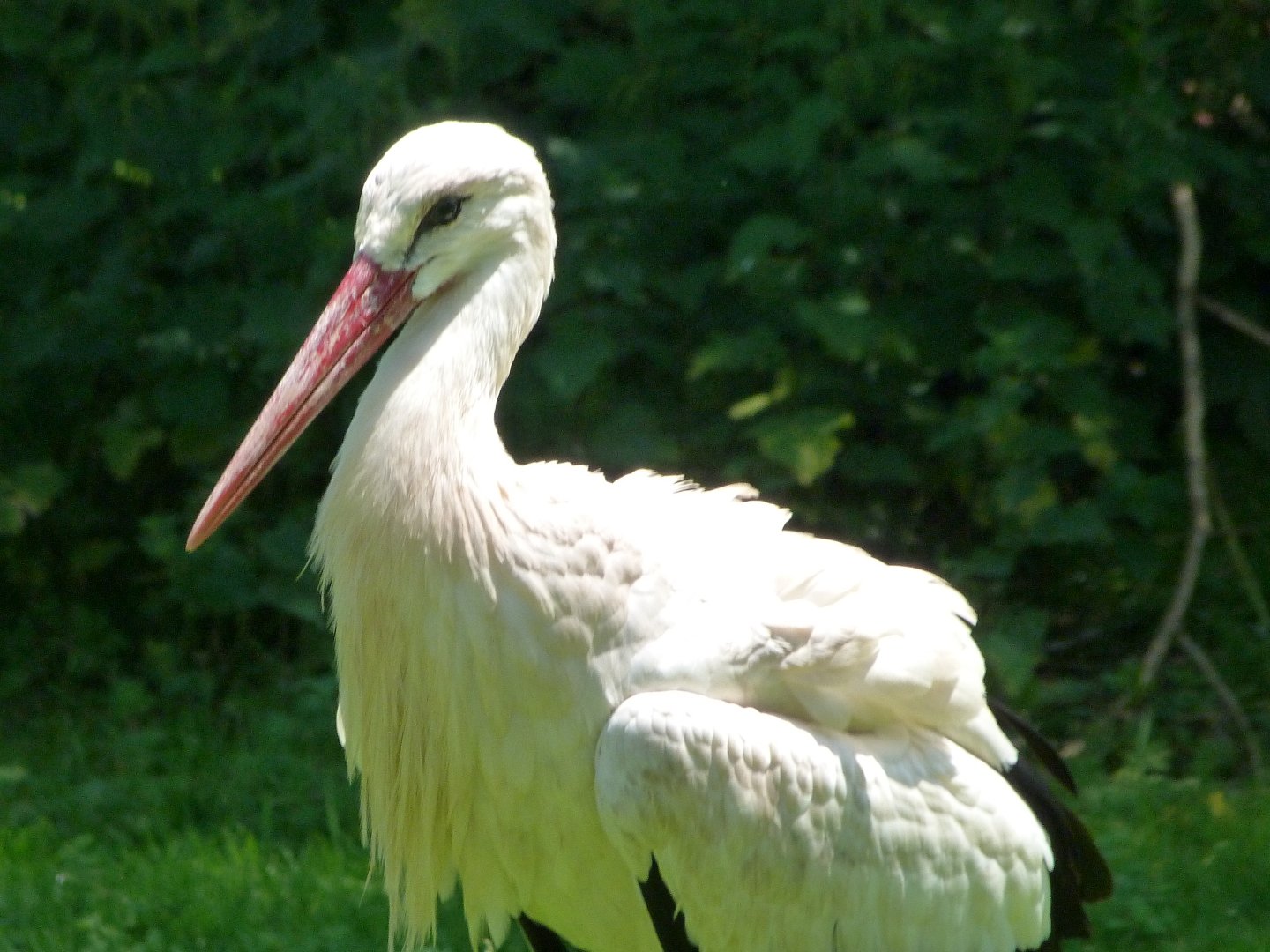 European white stork -Zoo d'Asson (2025)
