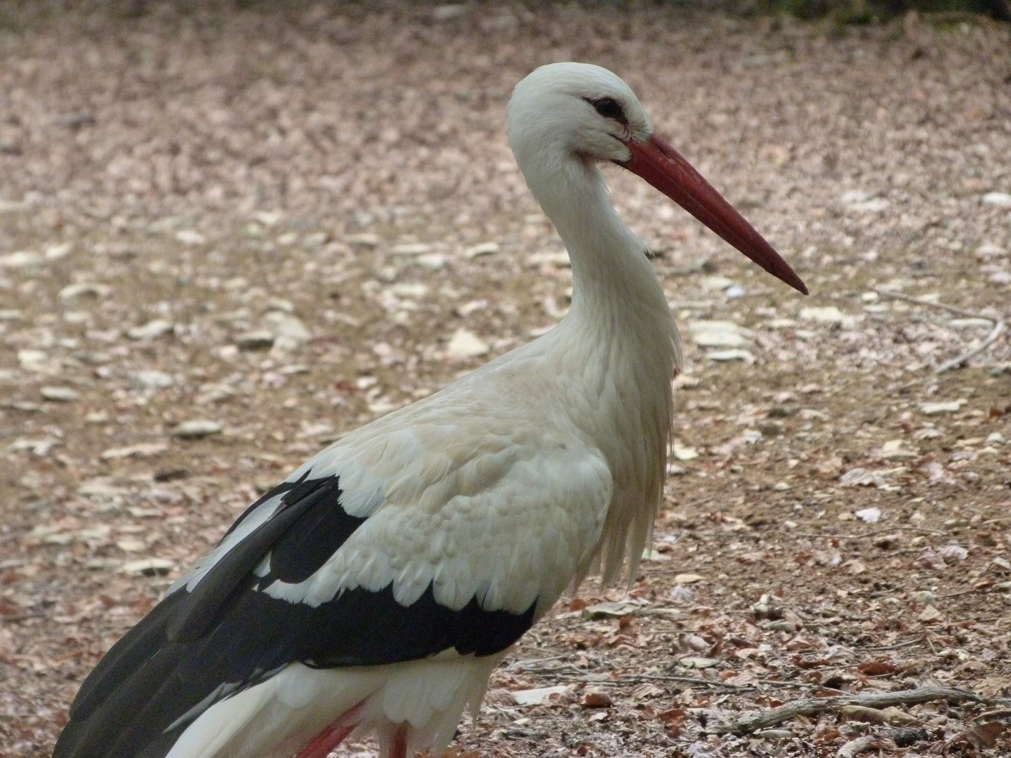 European white stork -Zoodyssée (2025)
