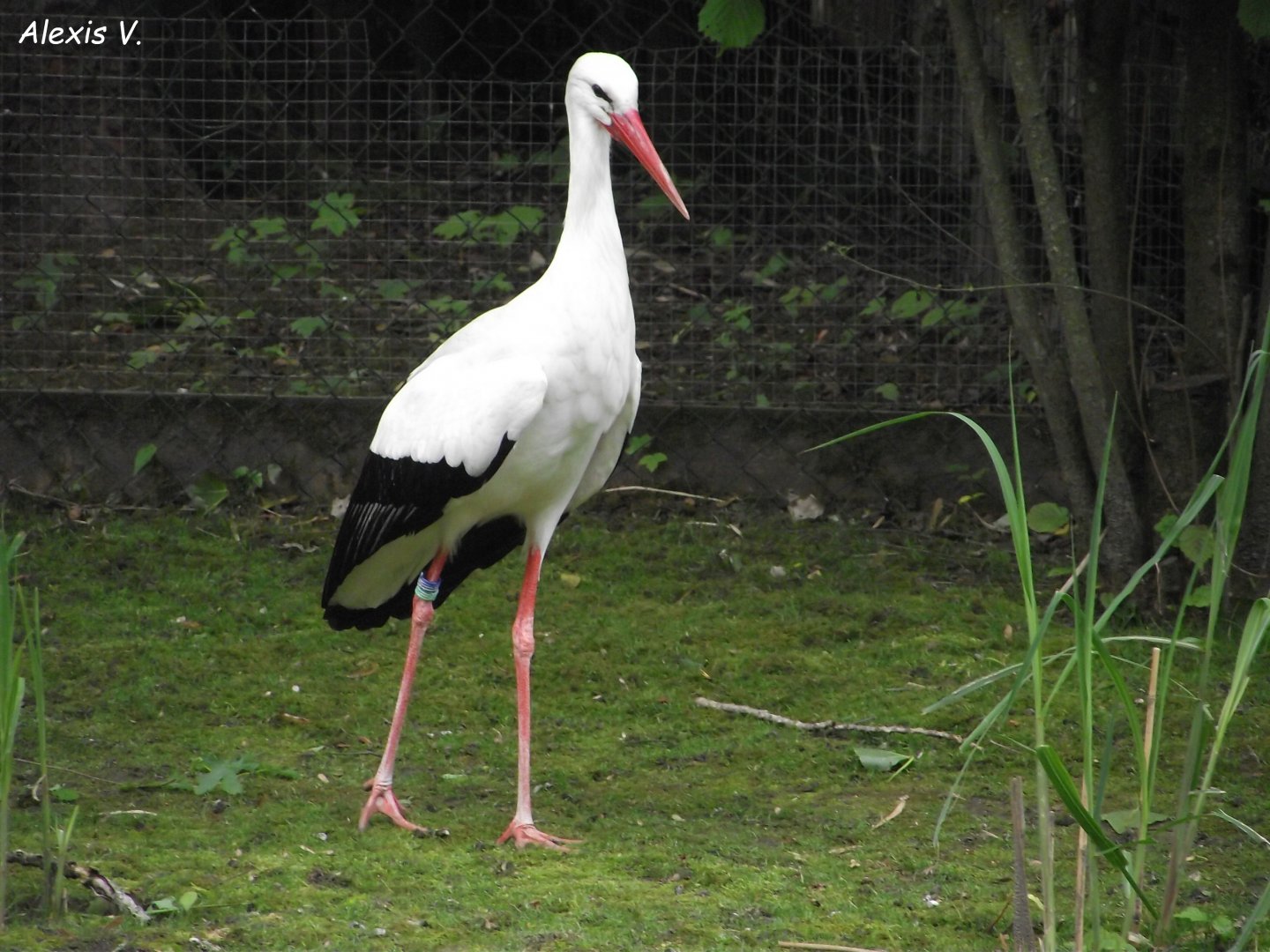 European White Stork - Zooparc de Beauval - 05/2021