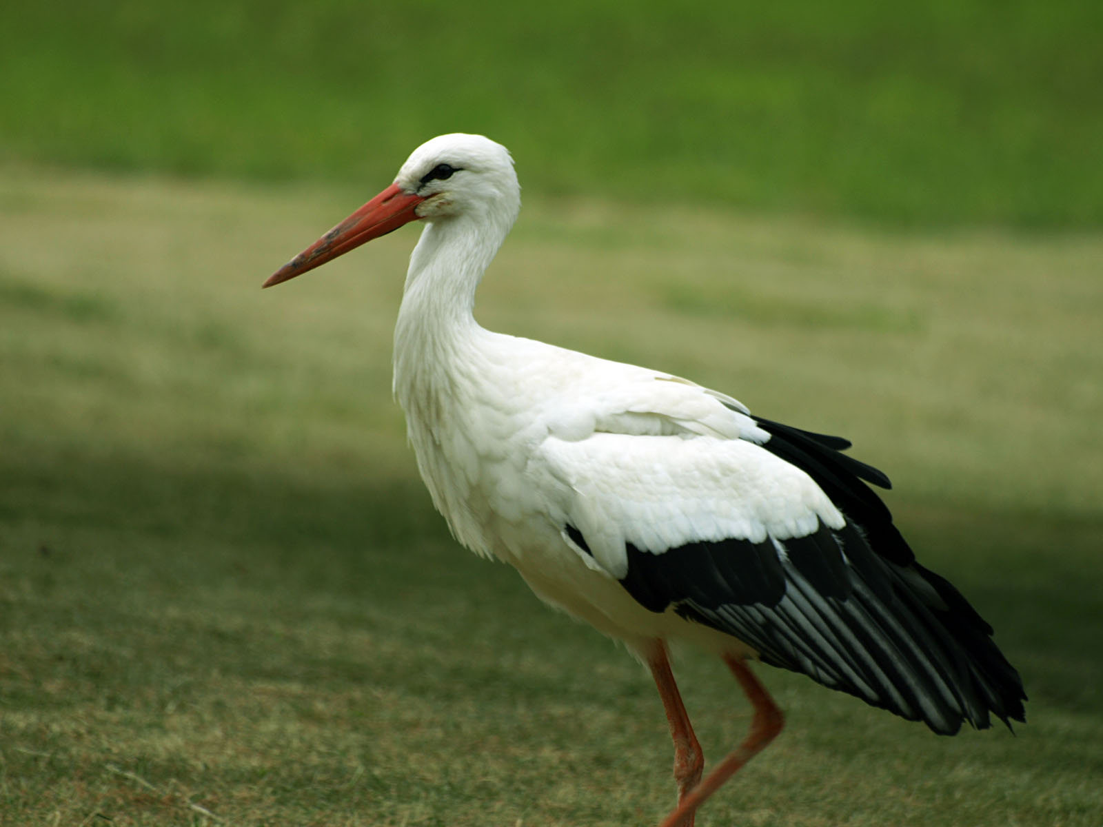 European White stork