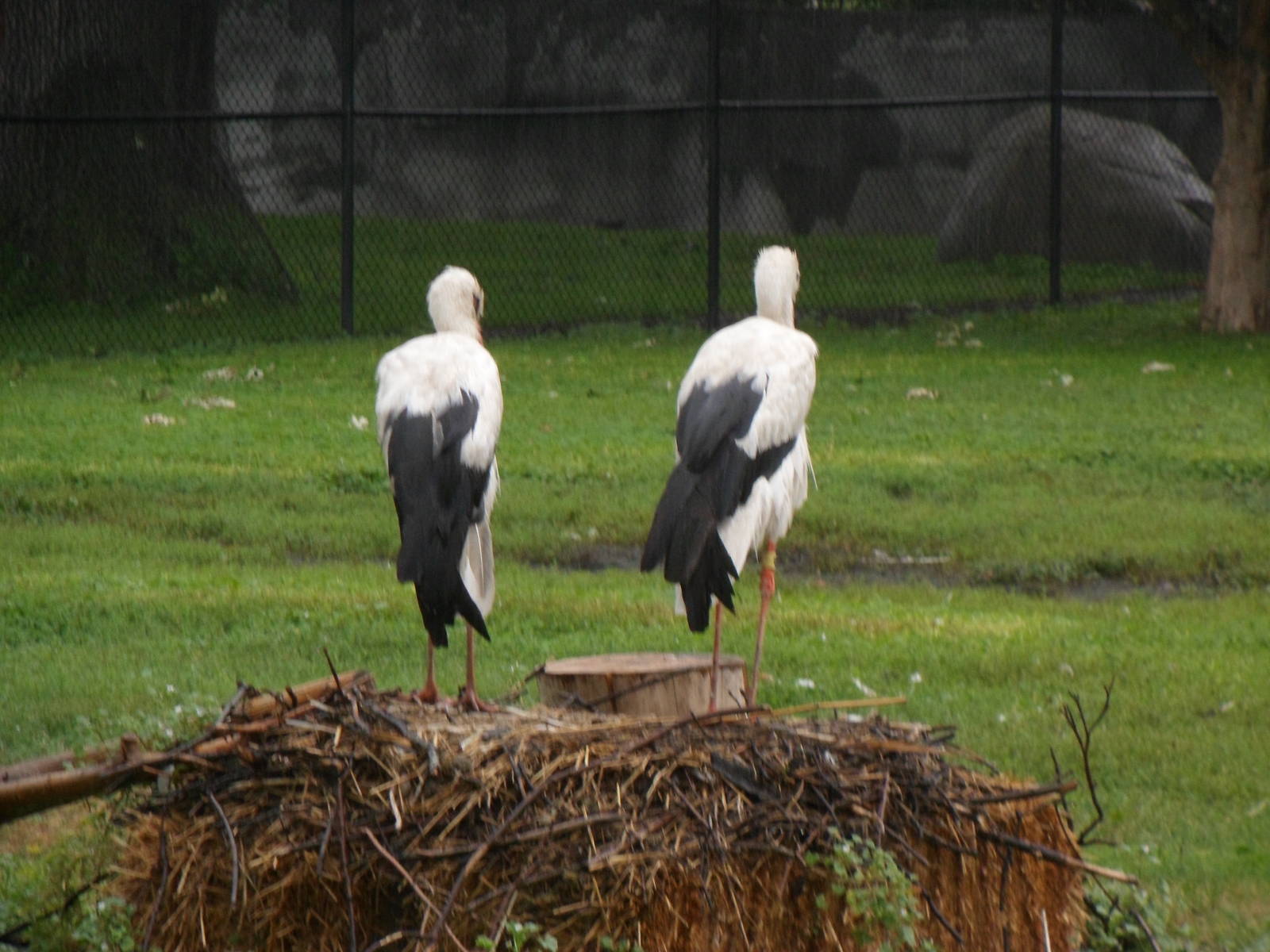 European White Stork