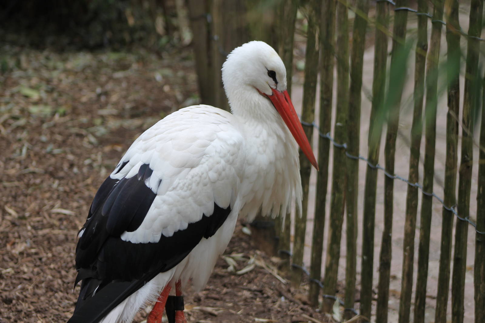 european white stork