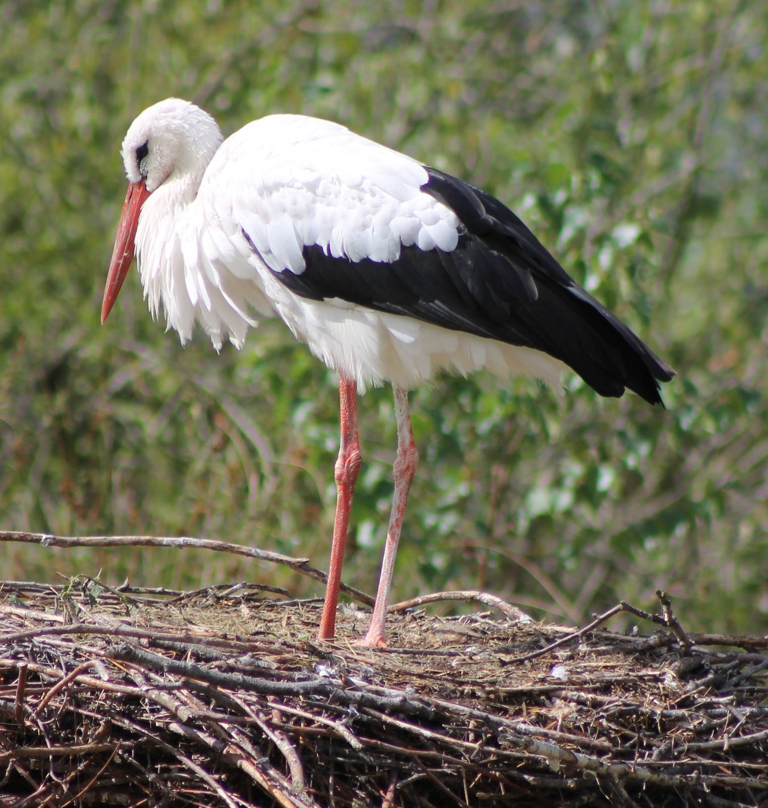 European white stork