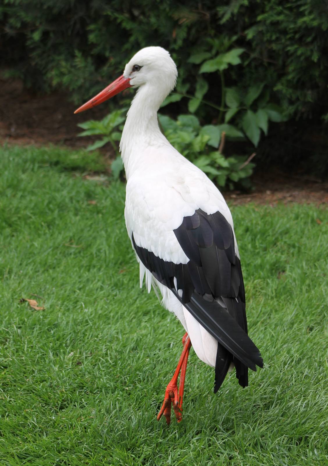 European white stork