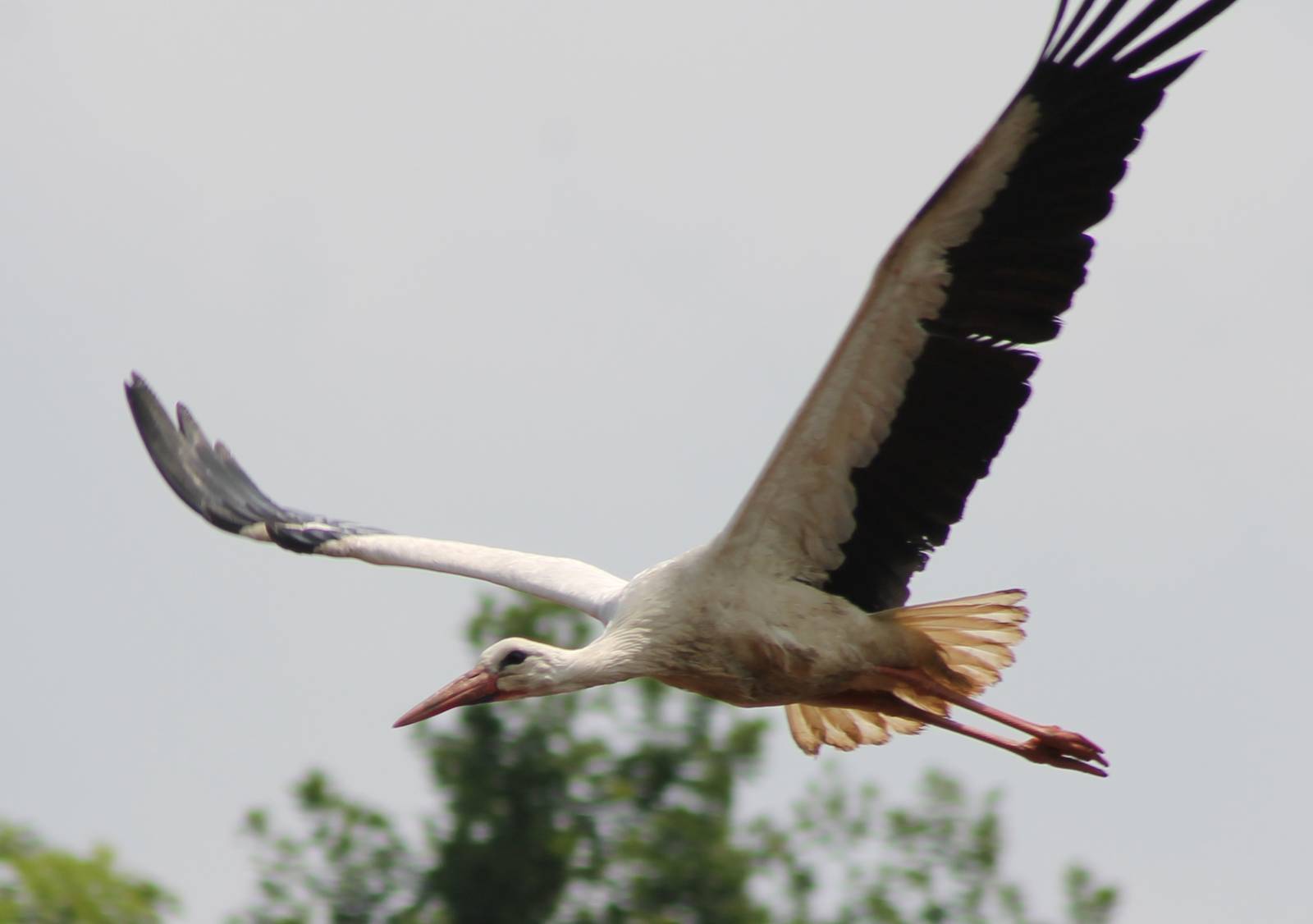 European white stork