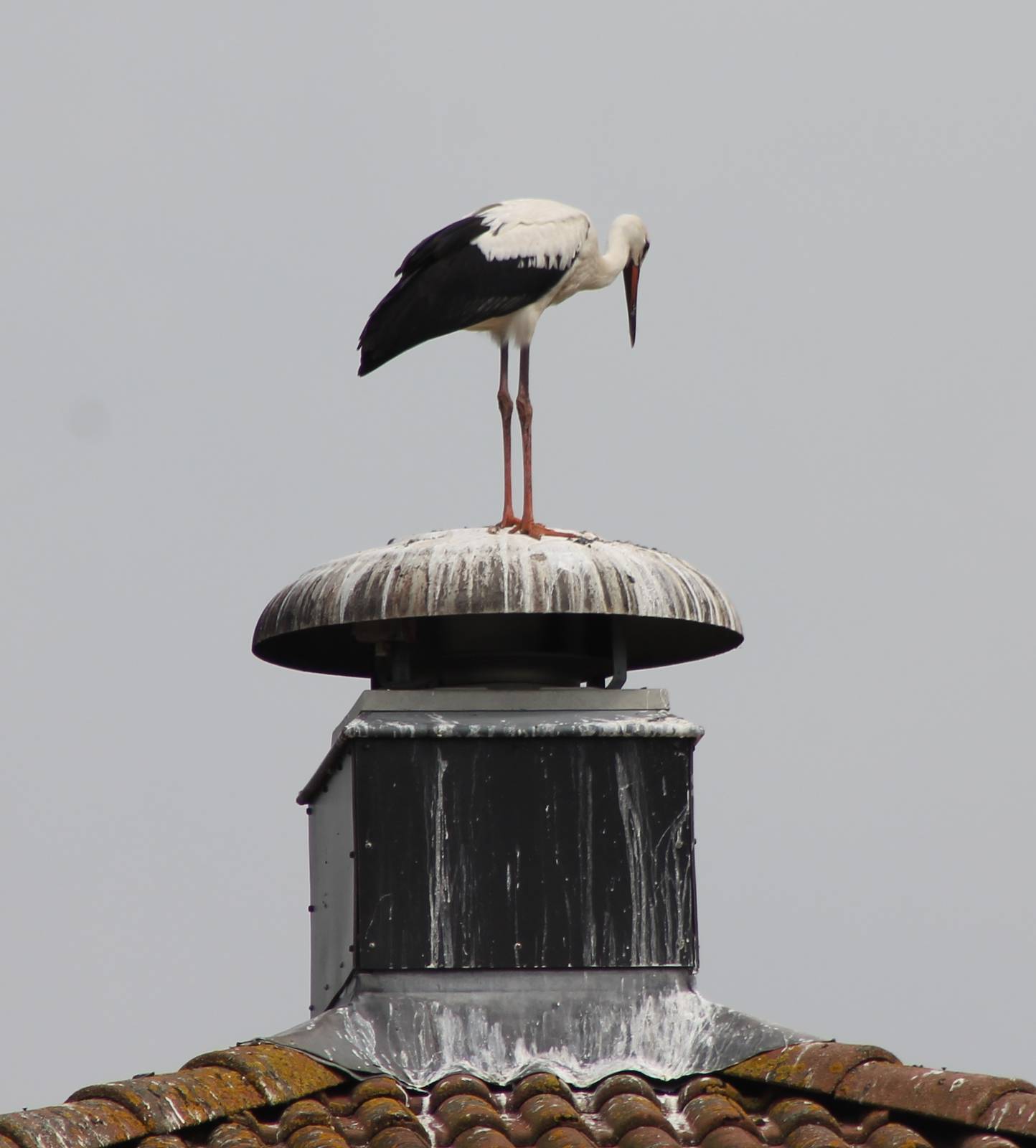 European white stork