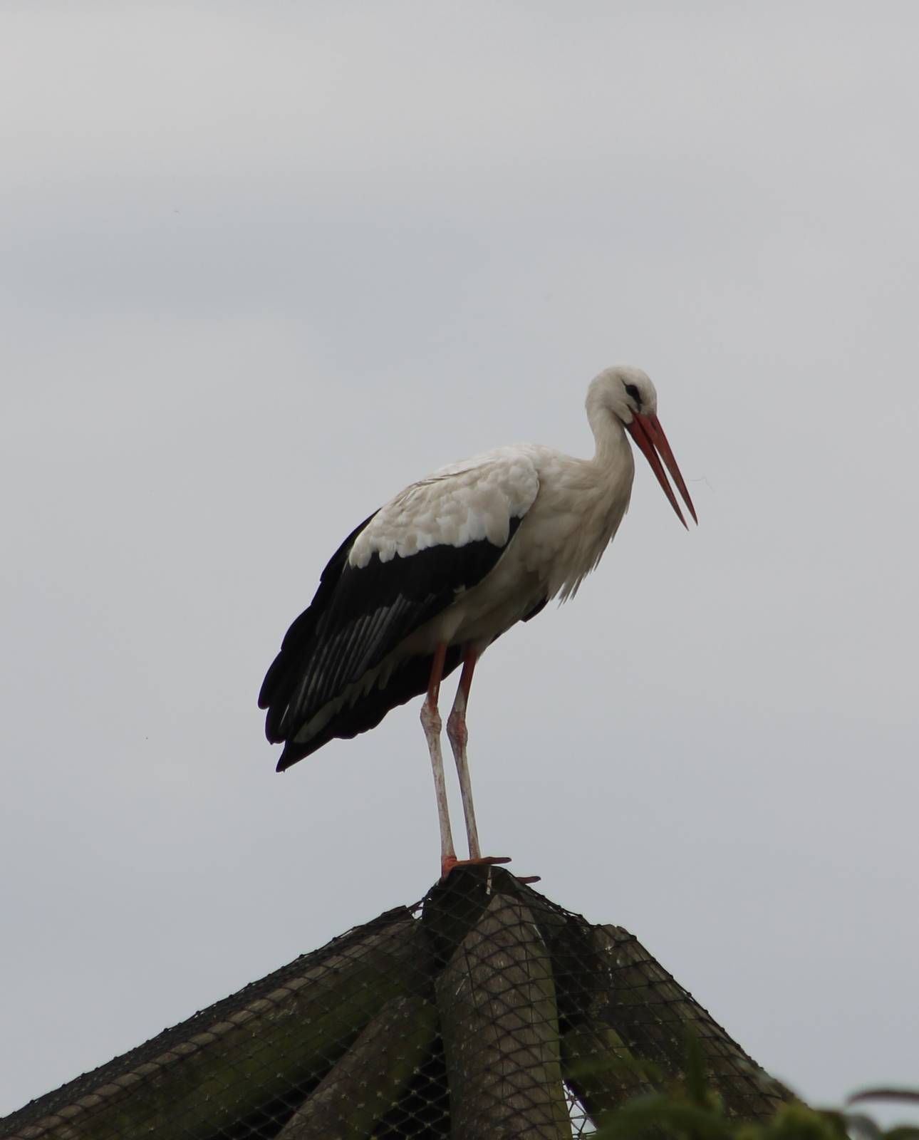 European white stork