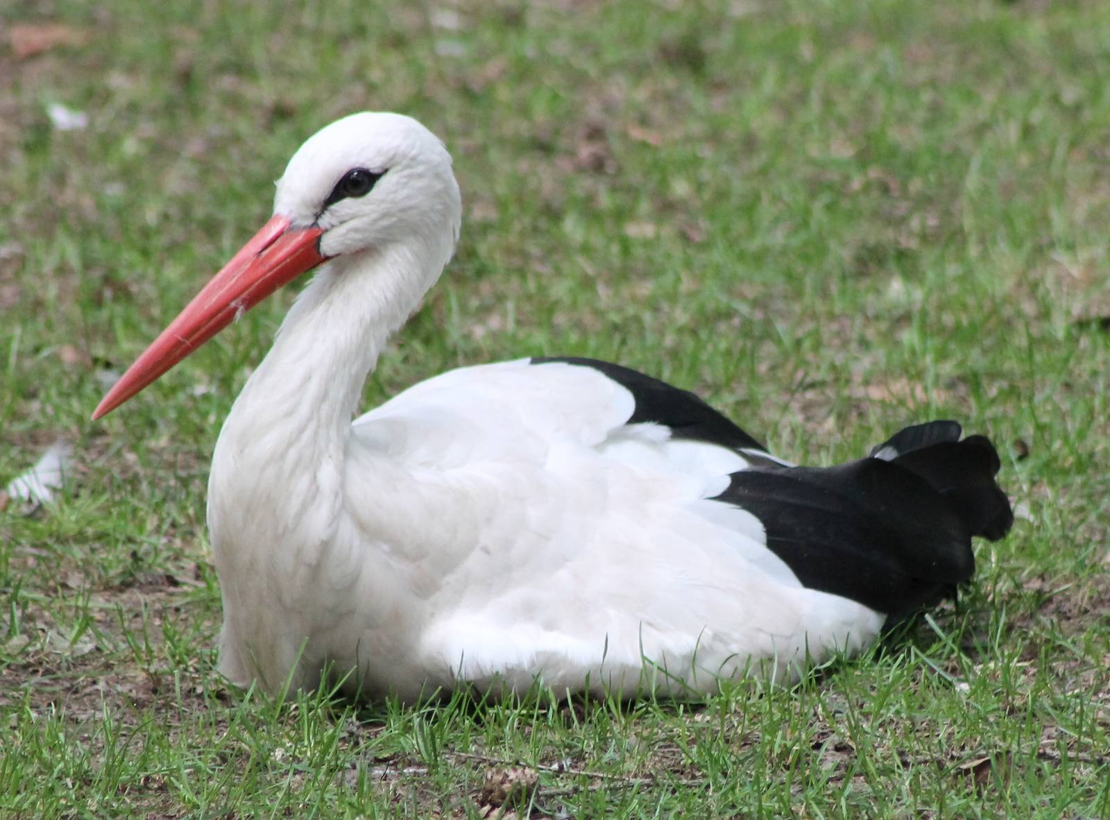 European white stork