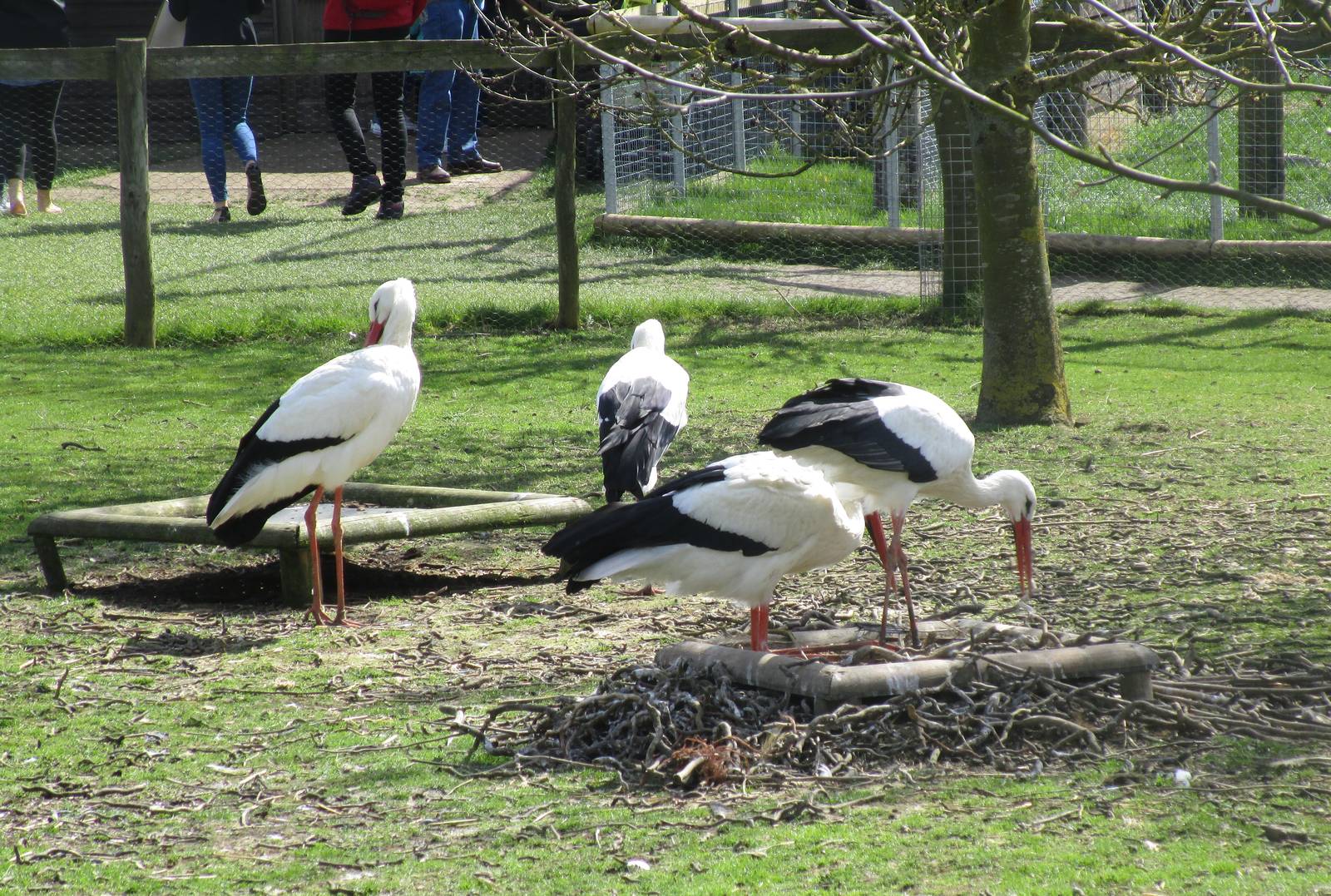 European White Stork