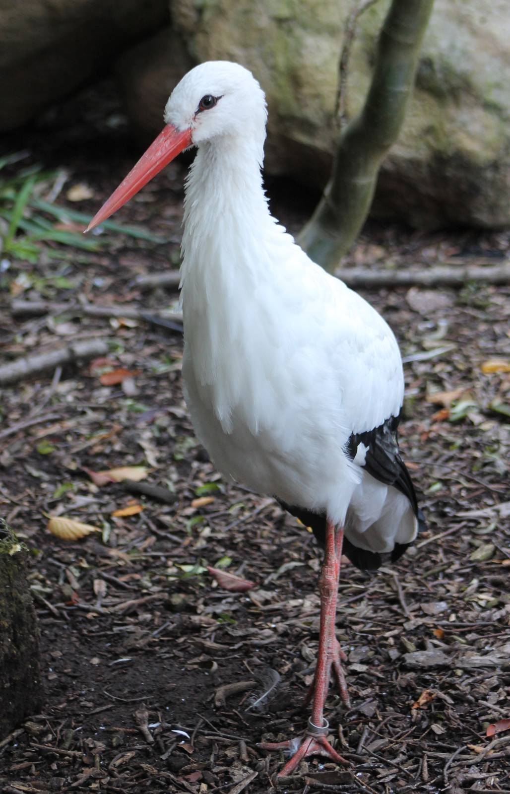 European white stork