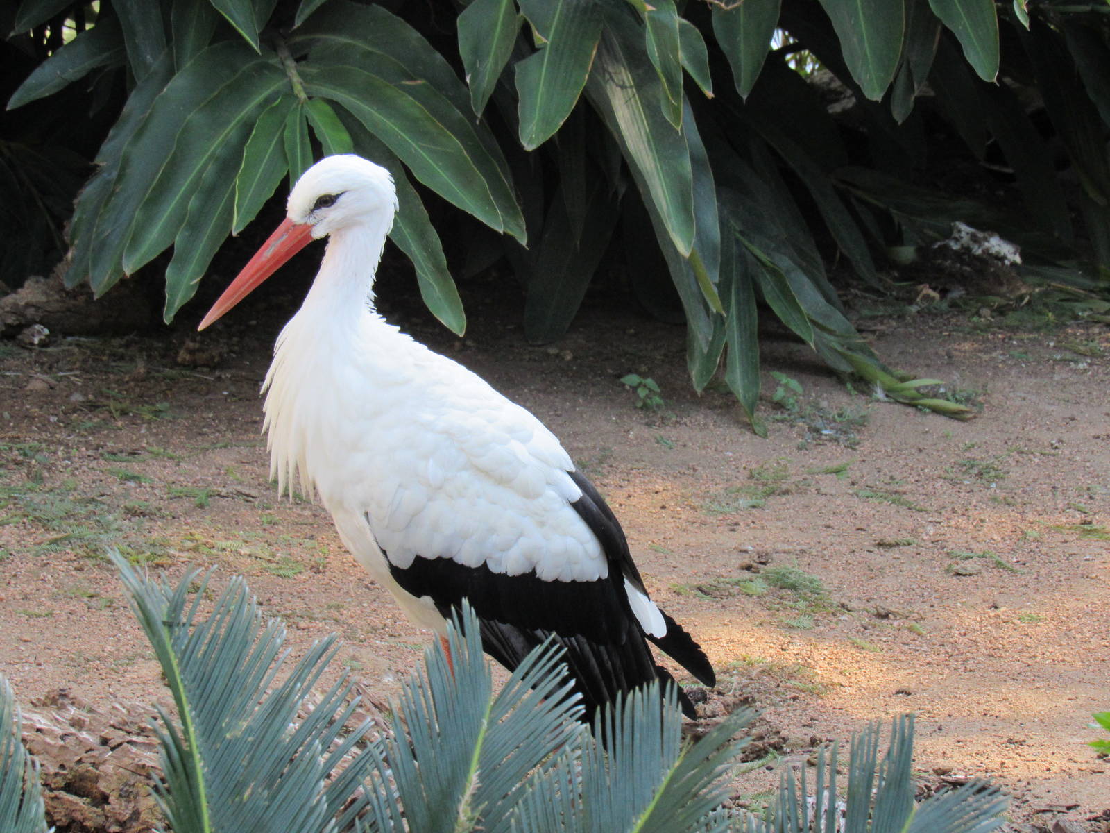 European White Stork