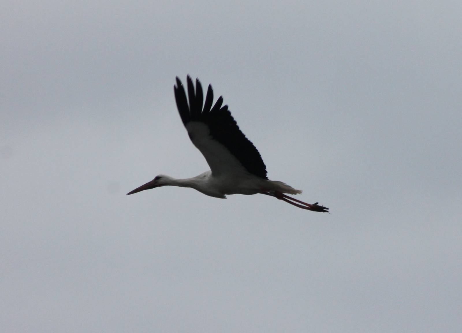 European white stork
