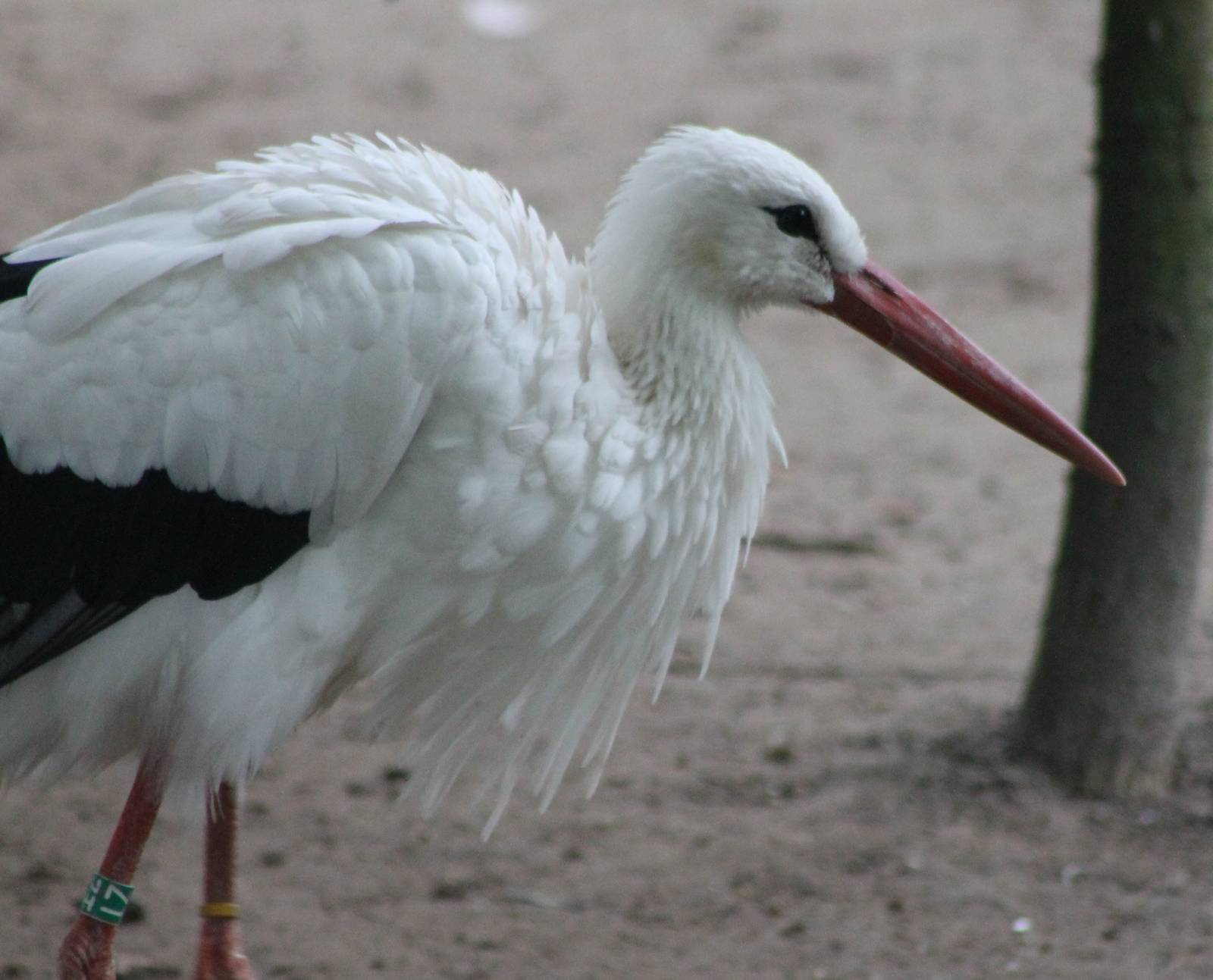 European white stork