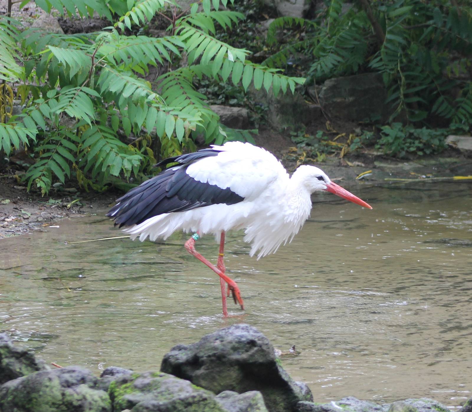 European white stork