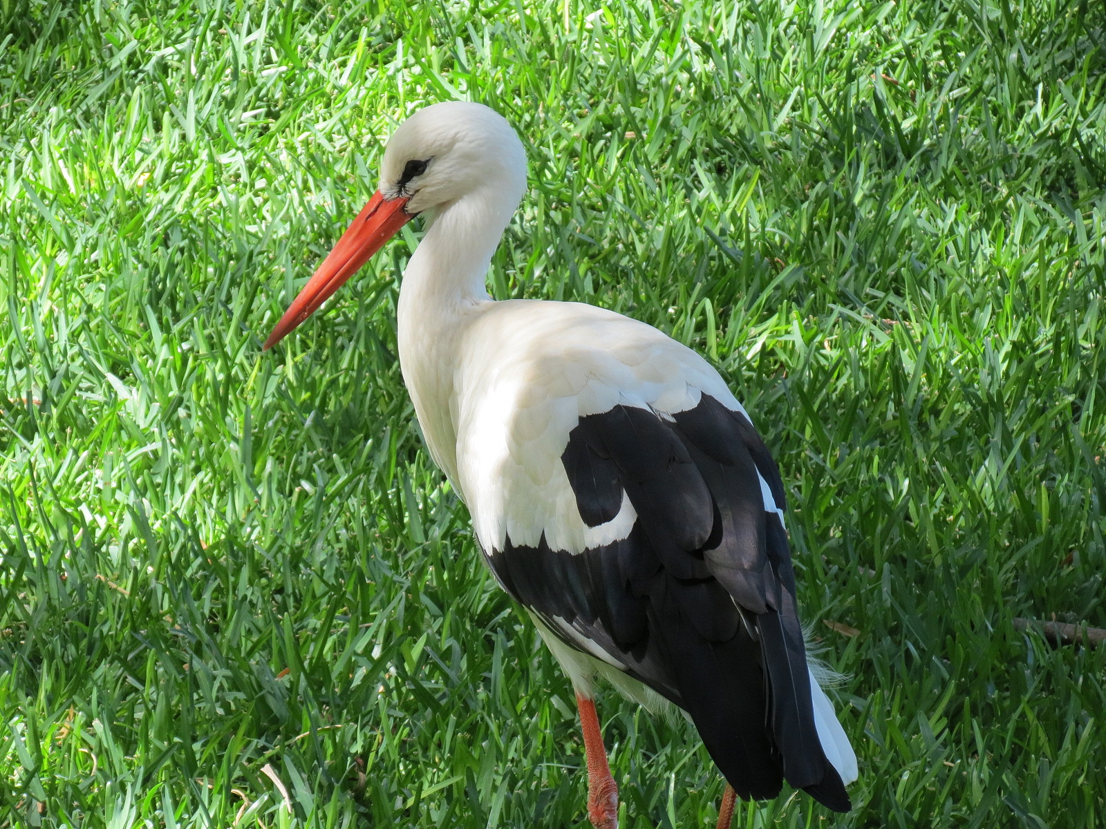European White Stork
