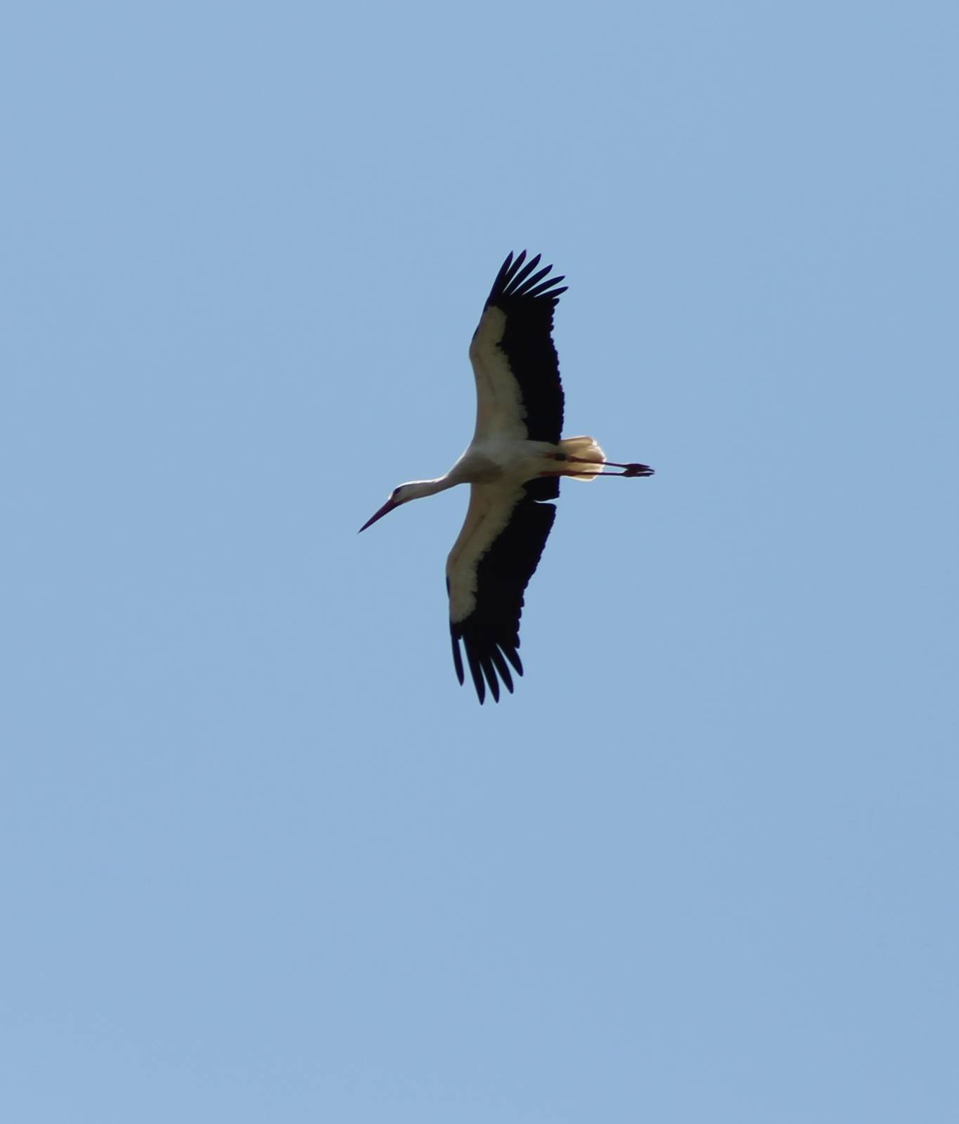 European white stork