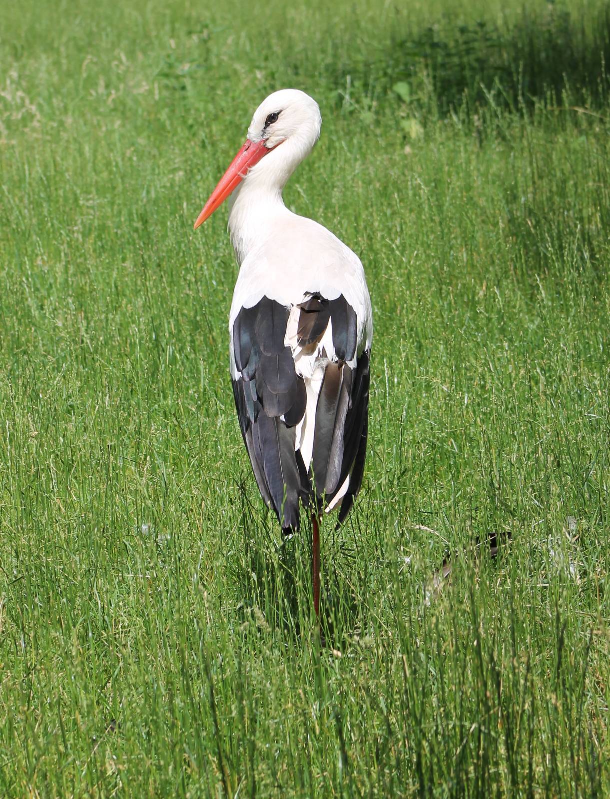 European white stork