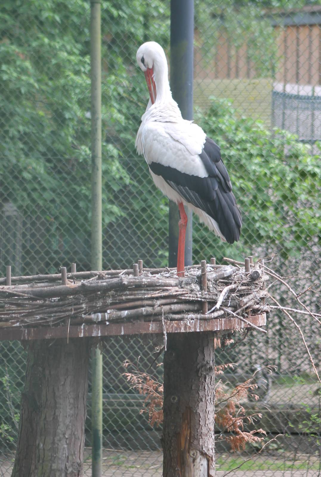 European white stork