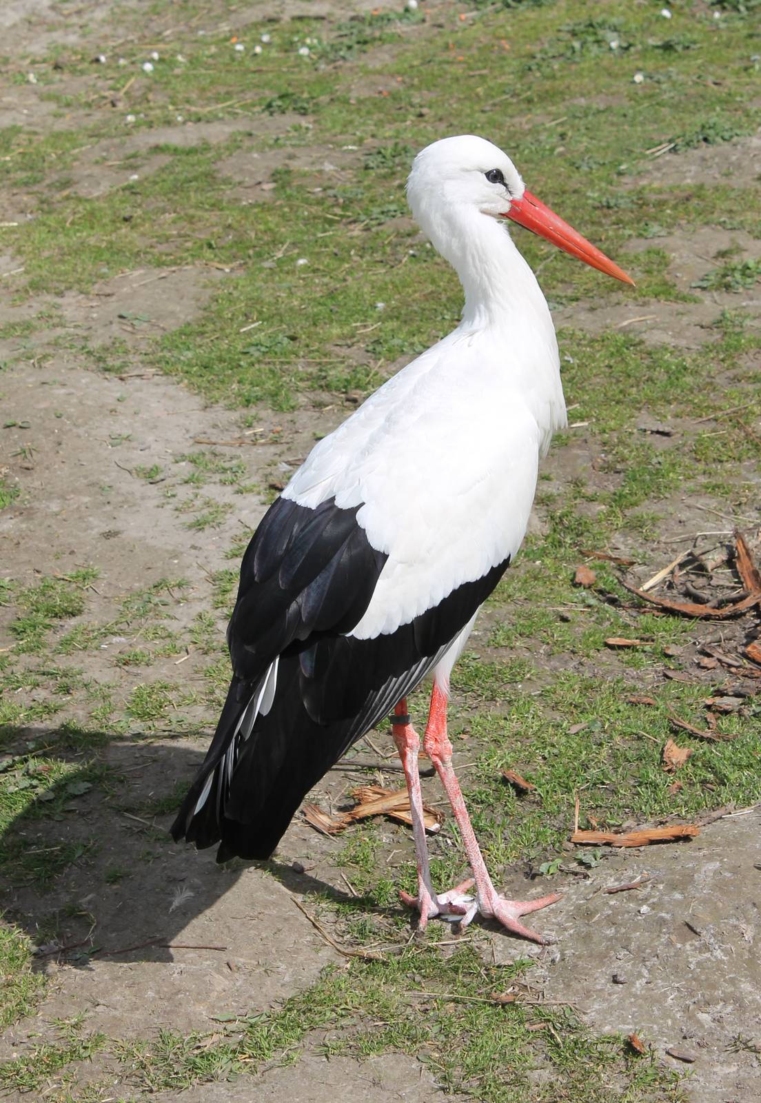 European white stork