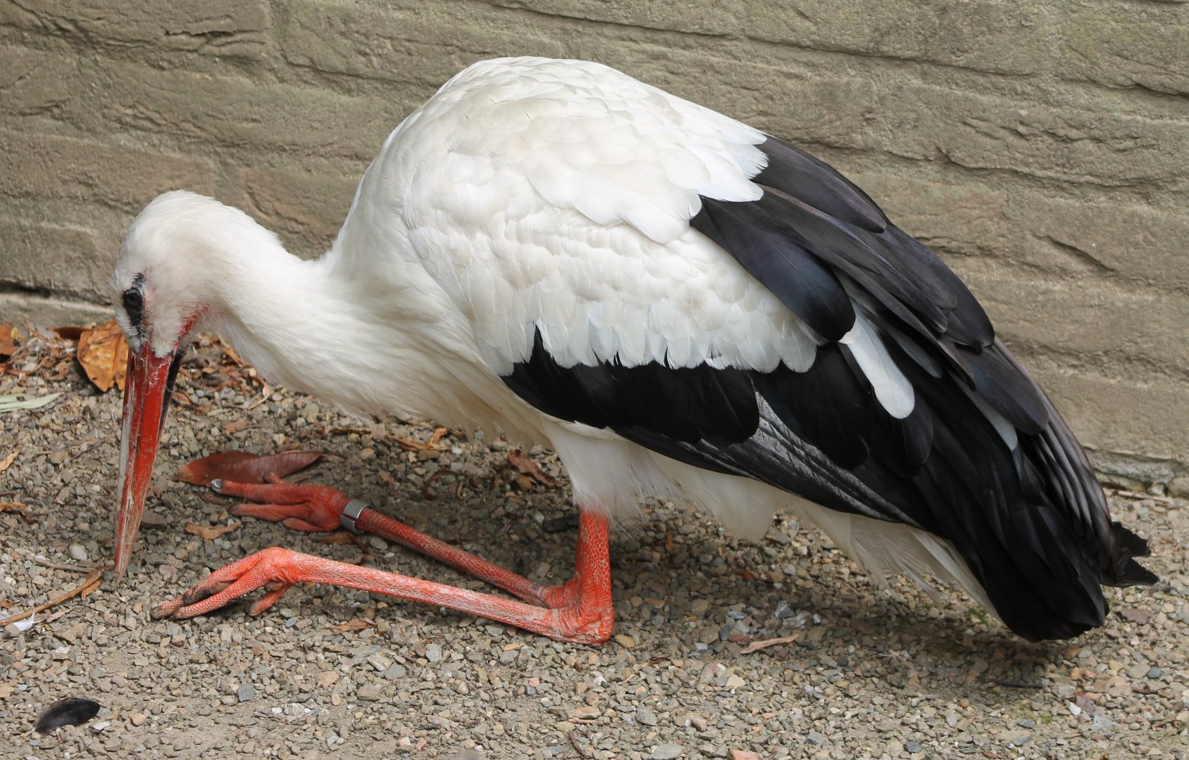 European white stork