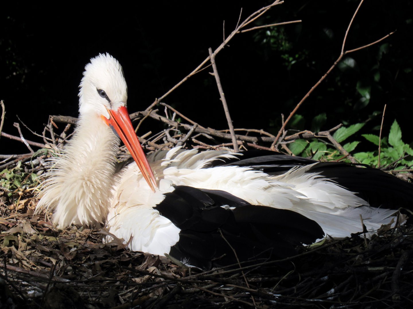 European White Stork