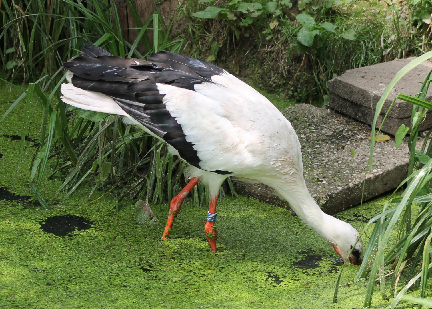 European white stork