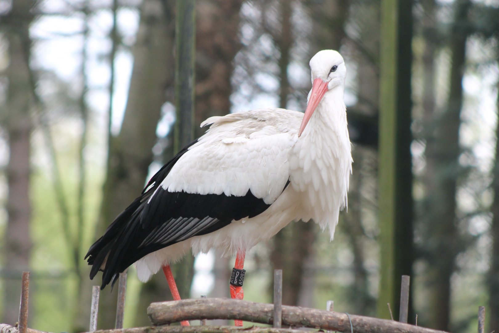 European white stork