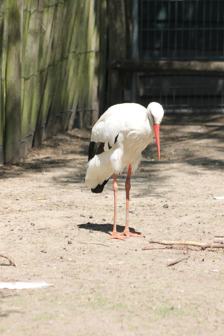 European white stork