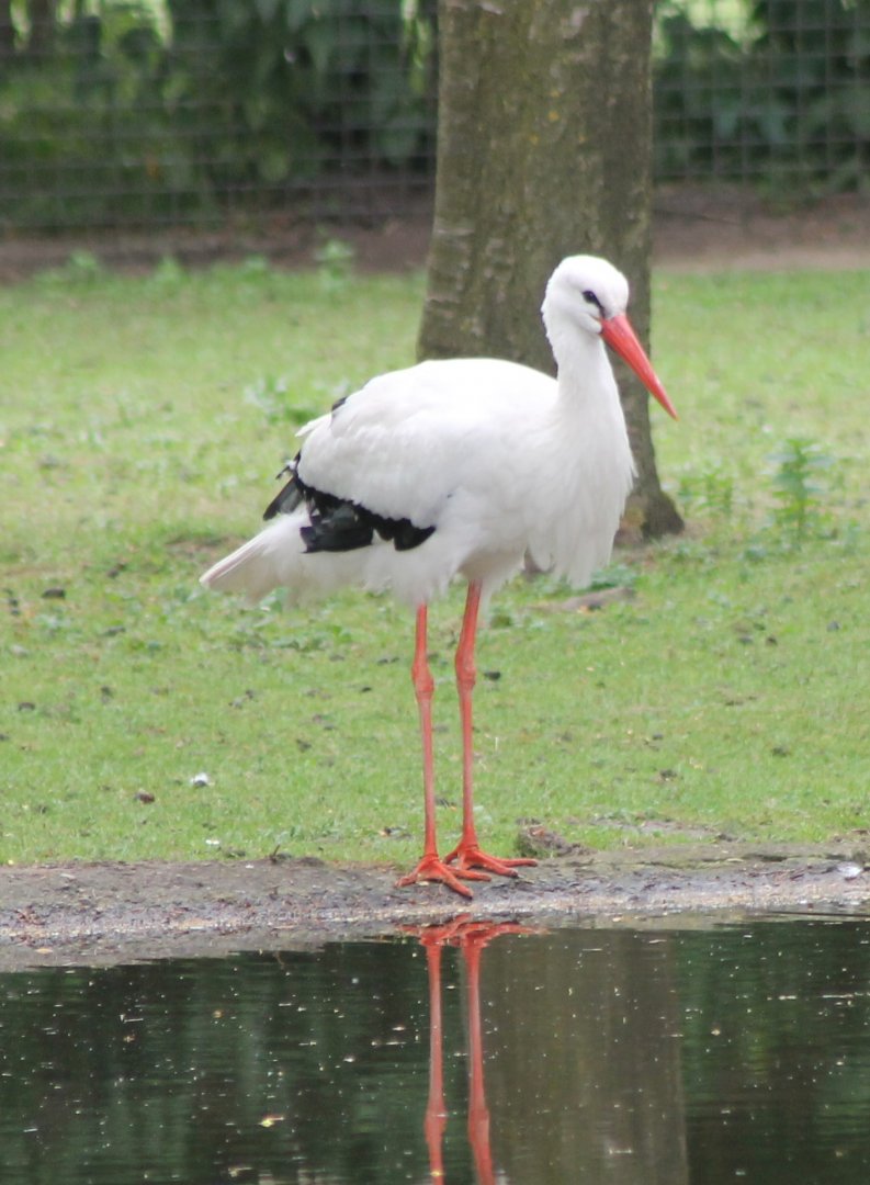 European white stork