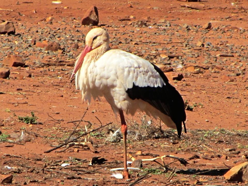 European White Stork