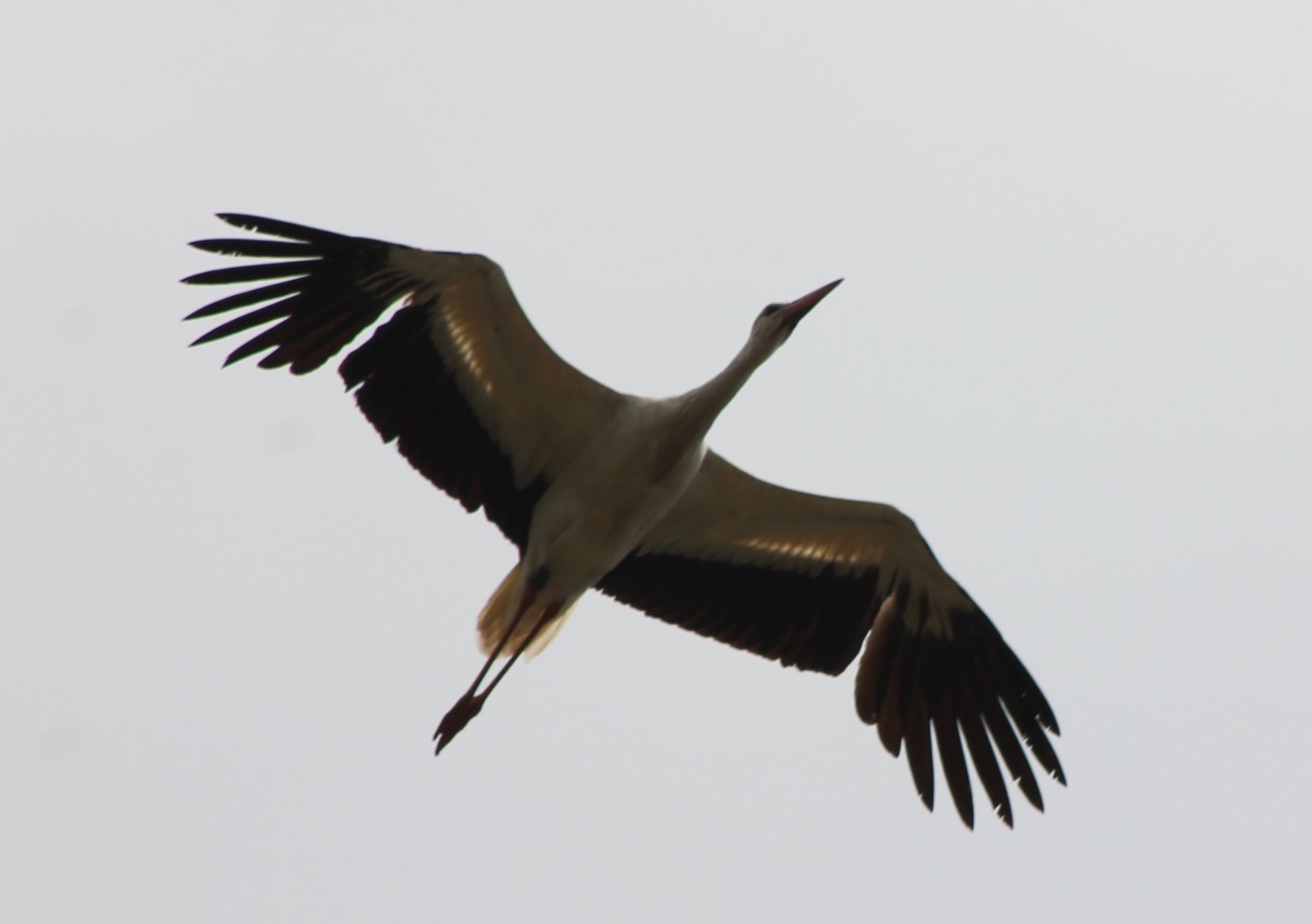 European white stork