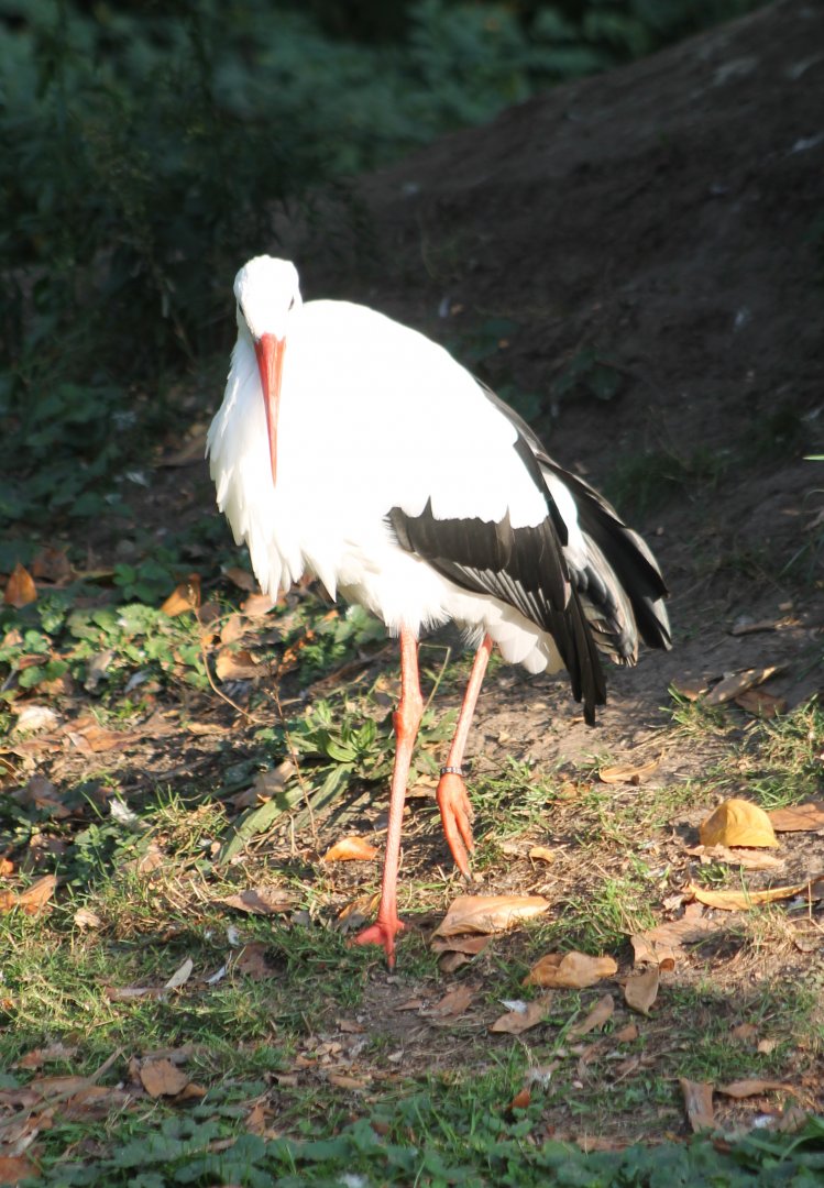 European white stork