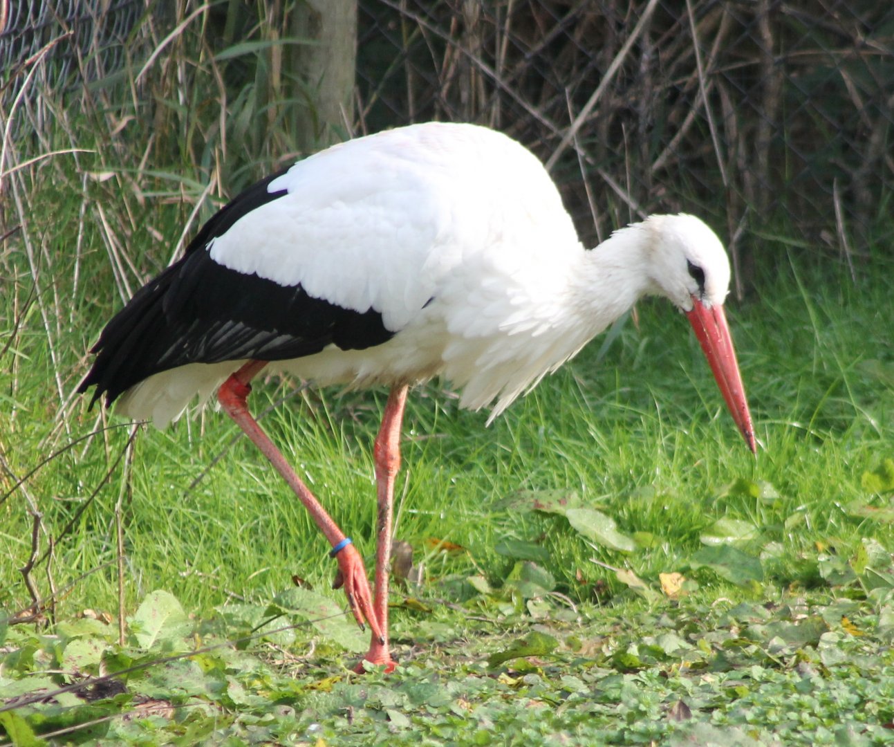 European white stork