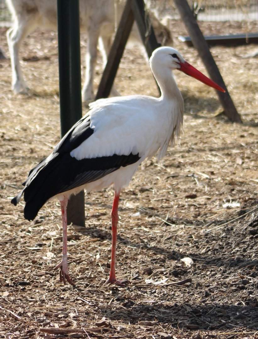 European white stork