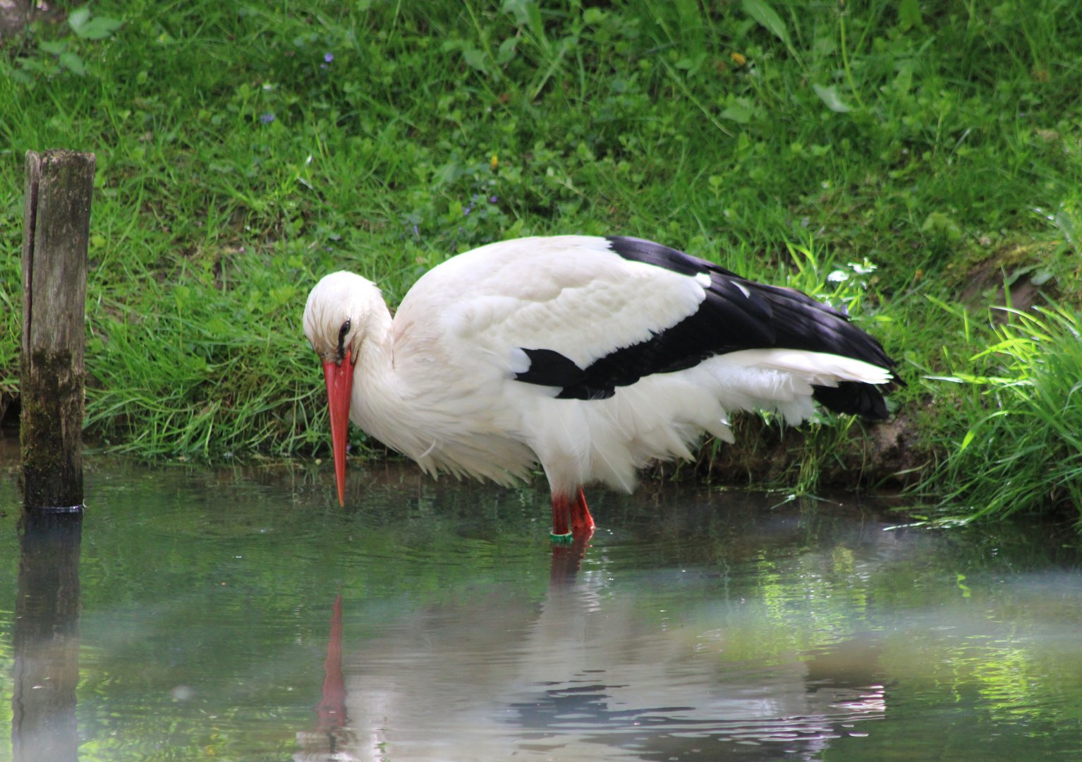 European white stork
