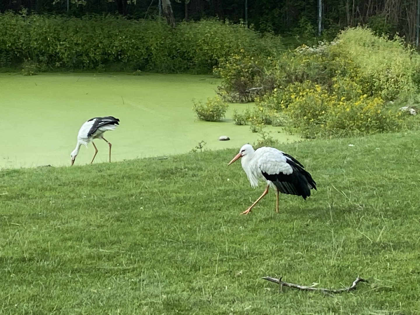 European White Stork