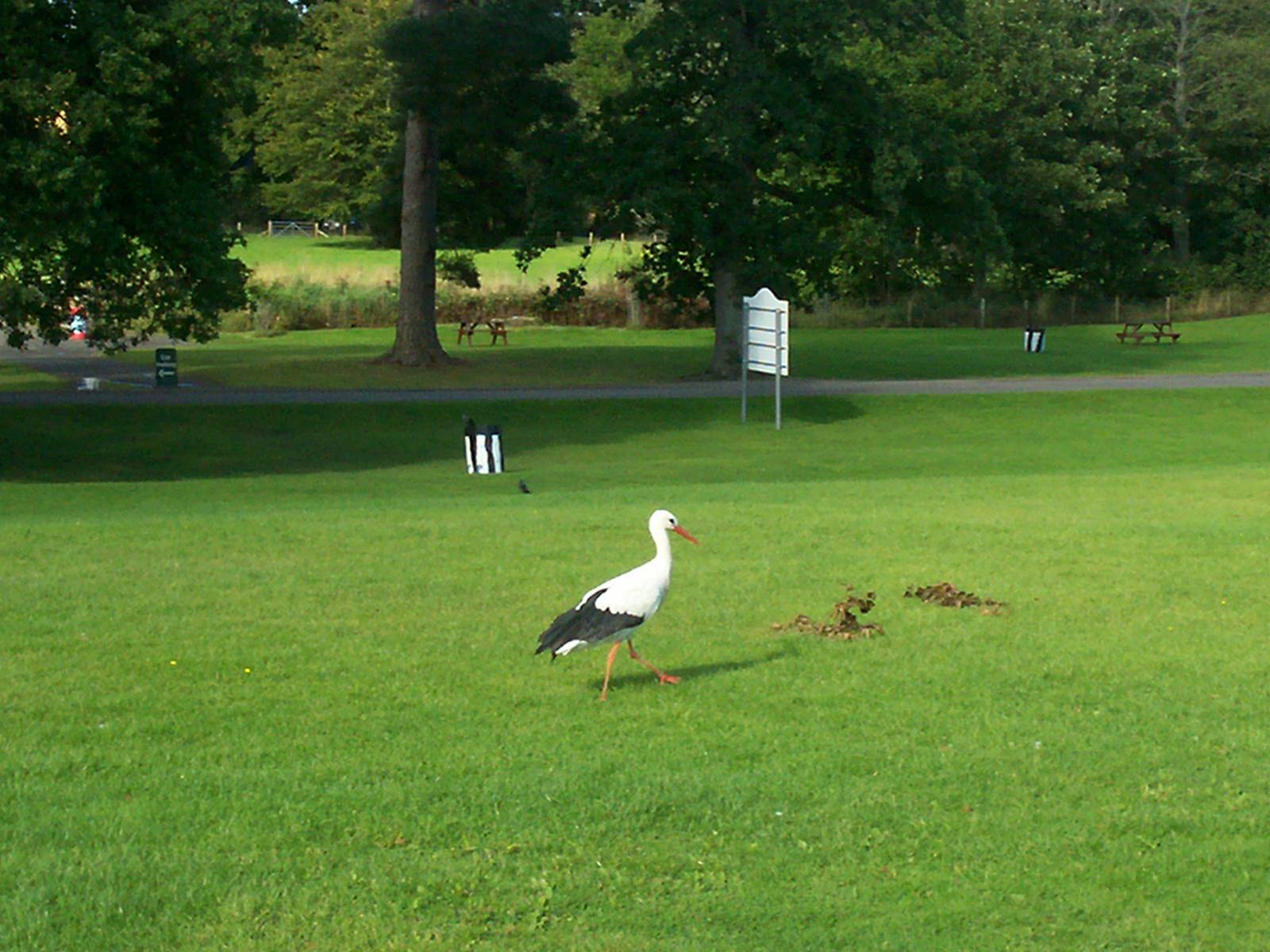 European white stork
